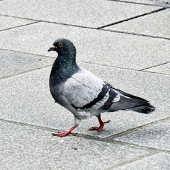 Pigeon des villes sur le trottoir .