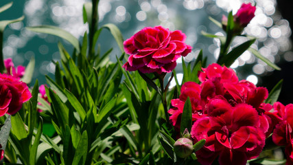 Cerise pink Dianthus caryophyllus. Carnation or clove pink. Species of Dianthus blooming in late spring. Glittering water in the background.