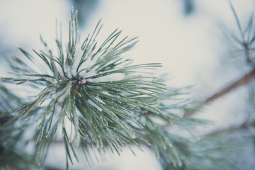 natural winter background - snow on fir tree branch
