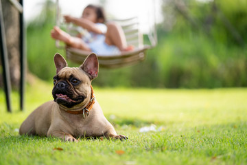 Cute french bulldog lying on grass with little girl on swing as background in park.