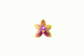 Phalaenopsis bellina isolated on white background.