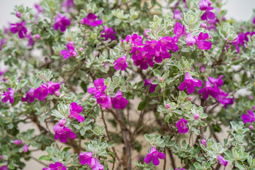 Beautiful blossom Leucophyllum frutescens in plant pot at garden.