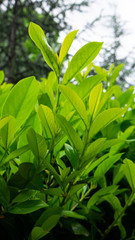 Fresh green buxus leaves in the garden. Close up green hedge. Green bush background.