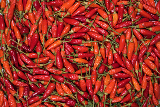 Red Hot Chili Pepper As Texture Background. Country