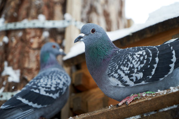Rock Pigeon in a snowy forest,  perching on a birdhouse, close-up