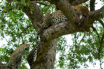 A young male leopard and his mother in a tree and playing around © Darrel