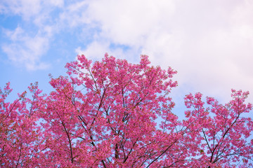 Cherry blossom garden at khun wang national park Chiang Mai in northern Thailand