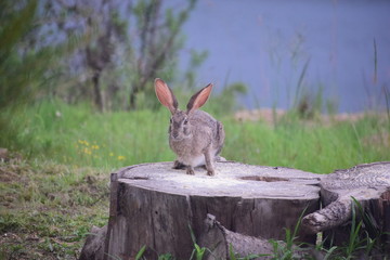 Rabbit