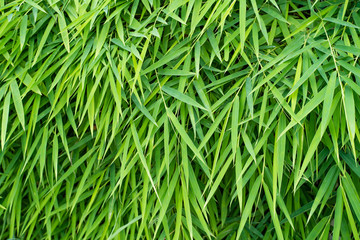 Fototapeta na wymiar Bamboo leaves background