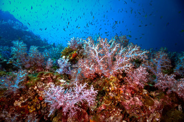 Fototapeta na wymiar Colorful soft corals