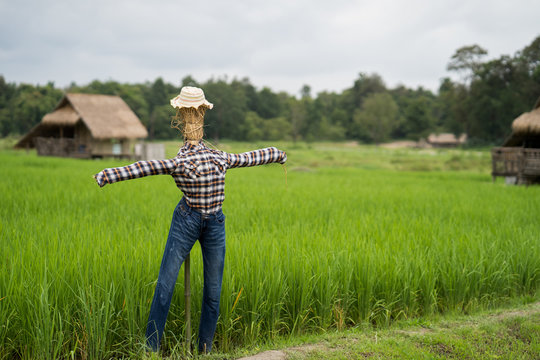scarecrow at rice field.