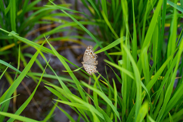 Close up butterfly on rice paddy in rice field.