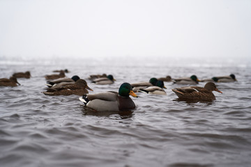 Wild Mallard ducks sitting in winter lake, migratory birds