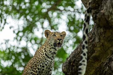A young male leopard and his mother in a tree and playing around