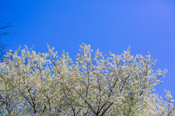 Cherry blossom garden at khun wang national park Chiang Mai in northern Thailand