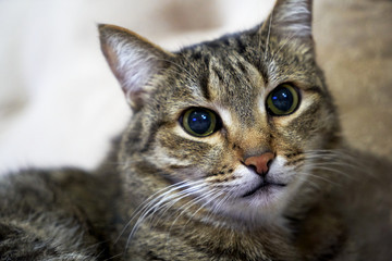 Striped gray cat looking at camera, close-up, indoors