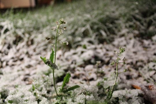 Schneeblume