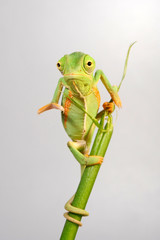 young Veiled chameleon / junges Jemenchamäleon (Chamaeleo calyptratus)  © bennytrapp