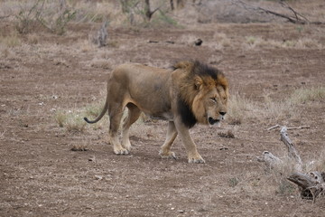 Fototapeta na wymiar The Lion King