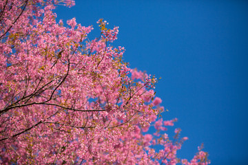 Cherry blossom garden at khun wang national park Chiang Mai in northern Thailand