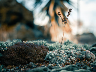  flower close-up with strong colors and a blurry background