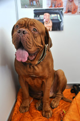 French Mastiff Dogue de Bordeaux Sitting with Tongue Out