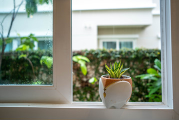 Small Snake Plant pot at window.