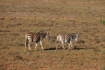Wildlife zebras