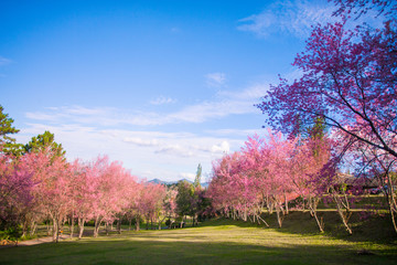 Cherry blossom garden at khun wang national park Chiang Mai in northern Thailand