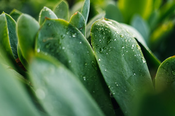 Close up of strong green leaves with bright green colors