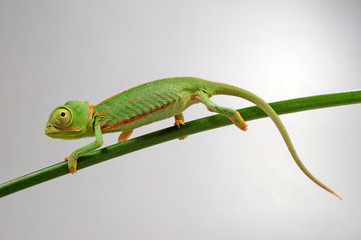 young Veiled chameleon / junges Jemenchamäleon (Chamaeleo calyptratus)  © bennytrapp