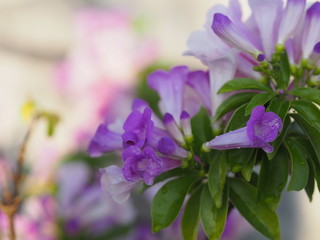 Fototapeta premium Garlic vine purple flower tree