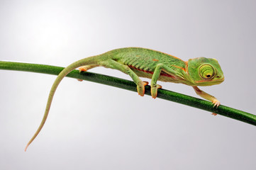 young Veiled chameleon / junges Jemenchamäleon (Chamaeleo calyptratus)  © bennytrapp