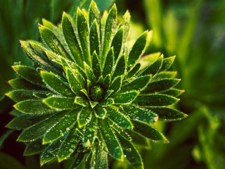 Close up of strong green leaves with bright green colors