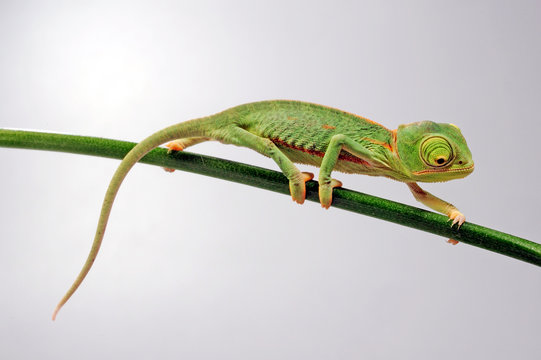 young Veiled chameleon / junges Jemenchamäleon (Chamaeleo calyptratus) 