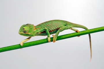 young Veiled chameleon / junges Jemenchamäleon (Chamaeleo calyptratus)  © bennytrapp