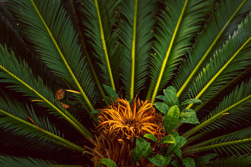 Palm tree close up of strong green leaves with bright green colors