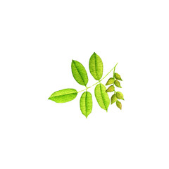 watercolor drawing branch of pistachio tree