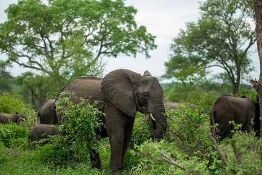 A herd of elephant feeding in an open area in the low veld bush of Southern Africa's greater kruger national park