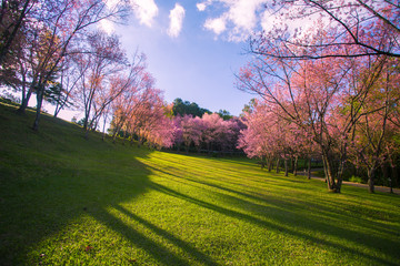 Fototapeta premium Cherry blossom garden at khun wang national park Chiang Mai in northern Thailand