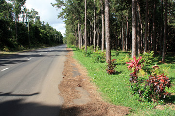 Fototapeta na wymiar Treelined road through a forest in the Black River Gorges National Park, Mauritius