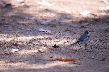 公園にいた野鳥