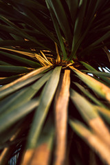 Palm tree close up of strong green leaves with bright green colors