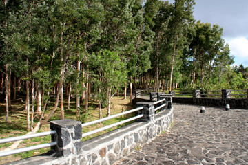 Tree lined walkway from the parking lot to the observation point at the Black River Gorges National Park, Mauritius