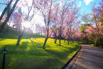 Obraz premium Cherry blossom garden at khun wang national park Chiang Mai in northern Thailand