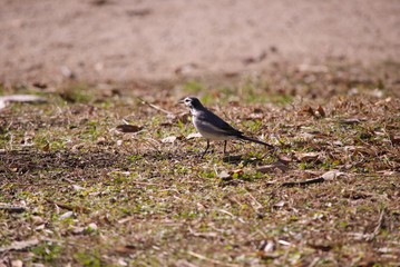 Obraz premium 公園にいた野鳥