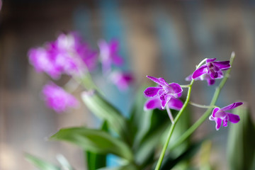 Obraz na płótnie Canvas Dendrobium orchid. Flowering plant. Purple orchid beauty natural beauty.