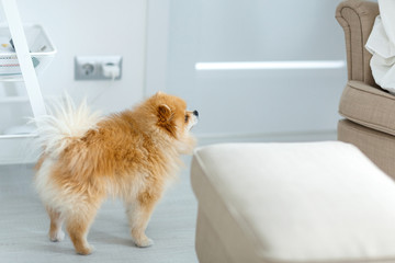 A beautiful Pomeranian breed dog stands on the floor and looks away