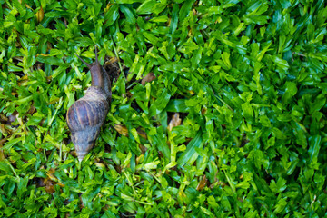 Giant snail crawling at garden.