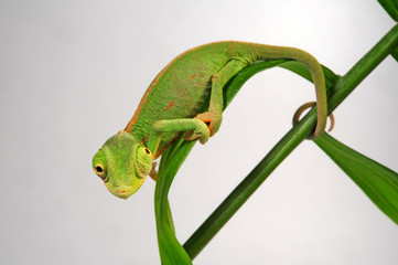 young Veiled chameleon / junges Jemenchamäleon (Chamaeleo calyptratus)  © bennytrapp